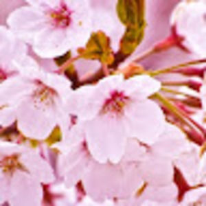 Meet your Posher, Thao